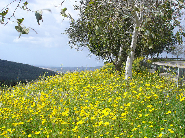 פריחה ליד כביש הטבעת
צילום: גבי מגן 28/3/09